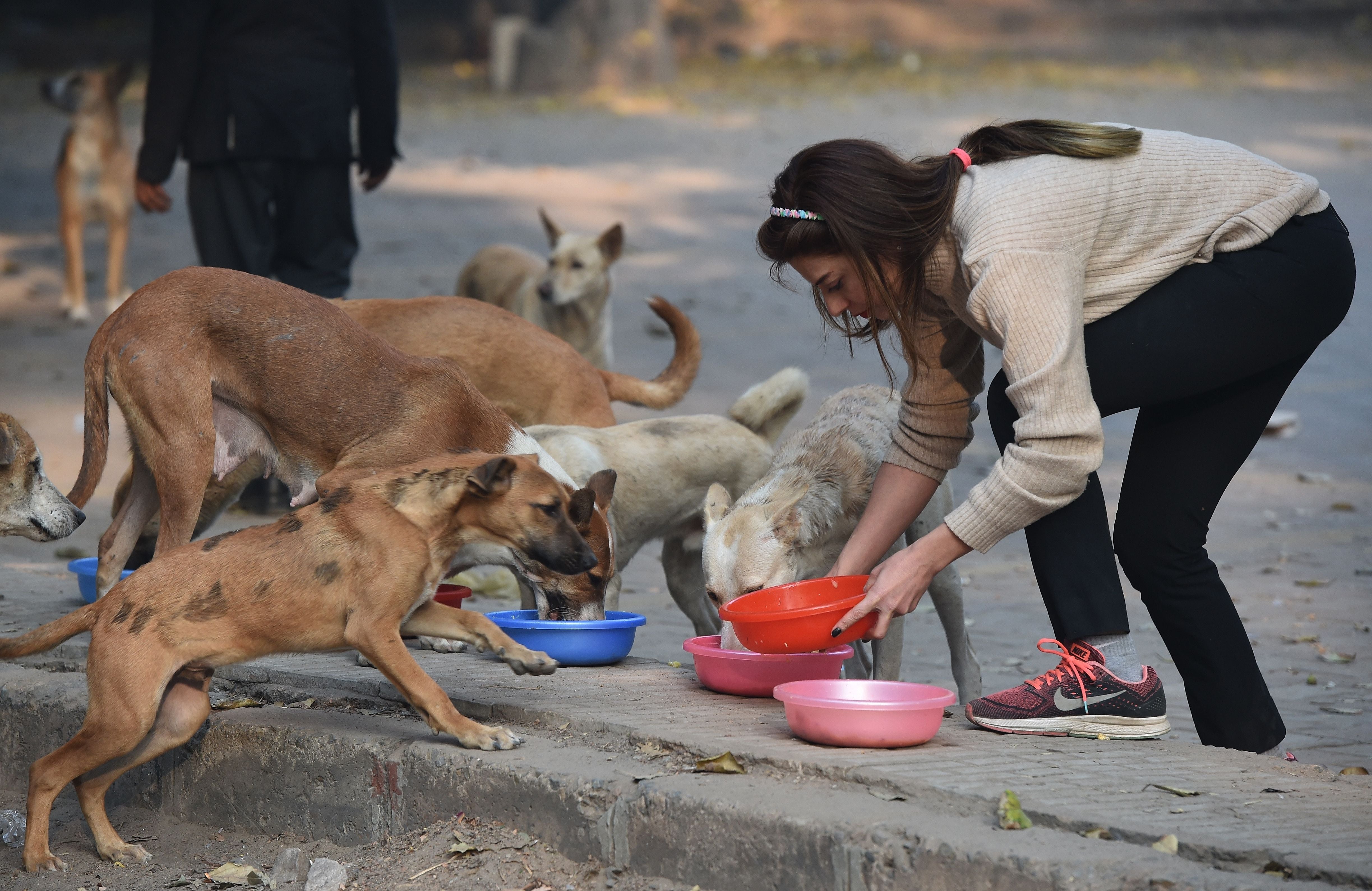 India resident Tina Oshan feeds street dogs in a parking area in New Delhi