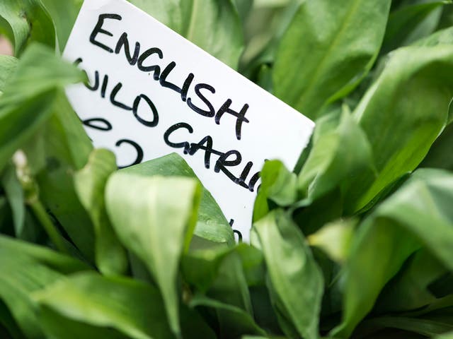 <p>Most of the UK’s wild garlic will be gone by the end of May </p>