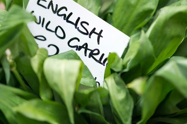<p>Most of the UK’s wild garlic will be gone by the end of May </p>