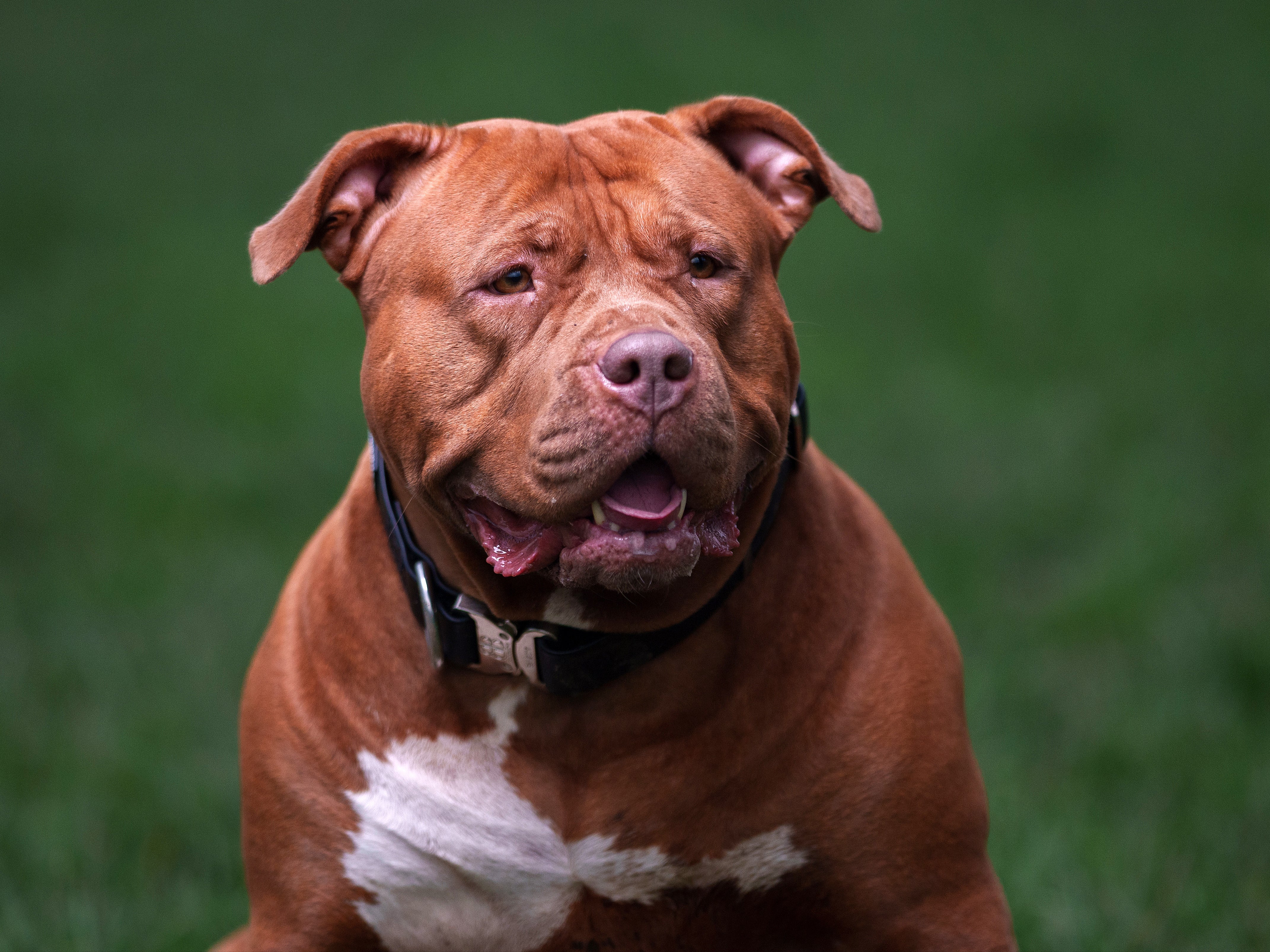 It is now illegal to breed XL Bully dogs or to own one without a certificate of exemption