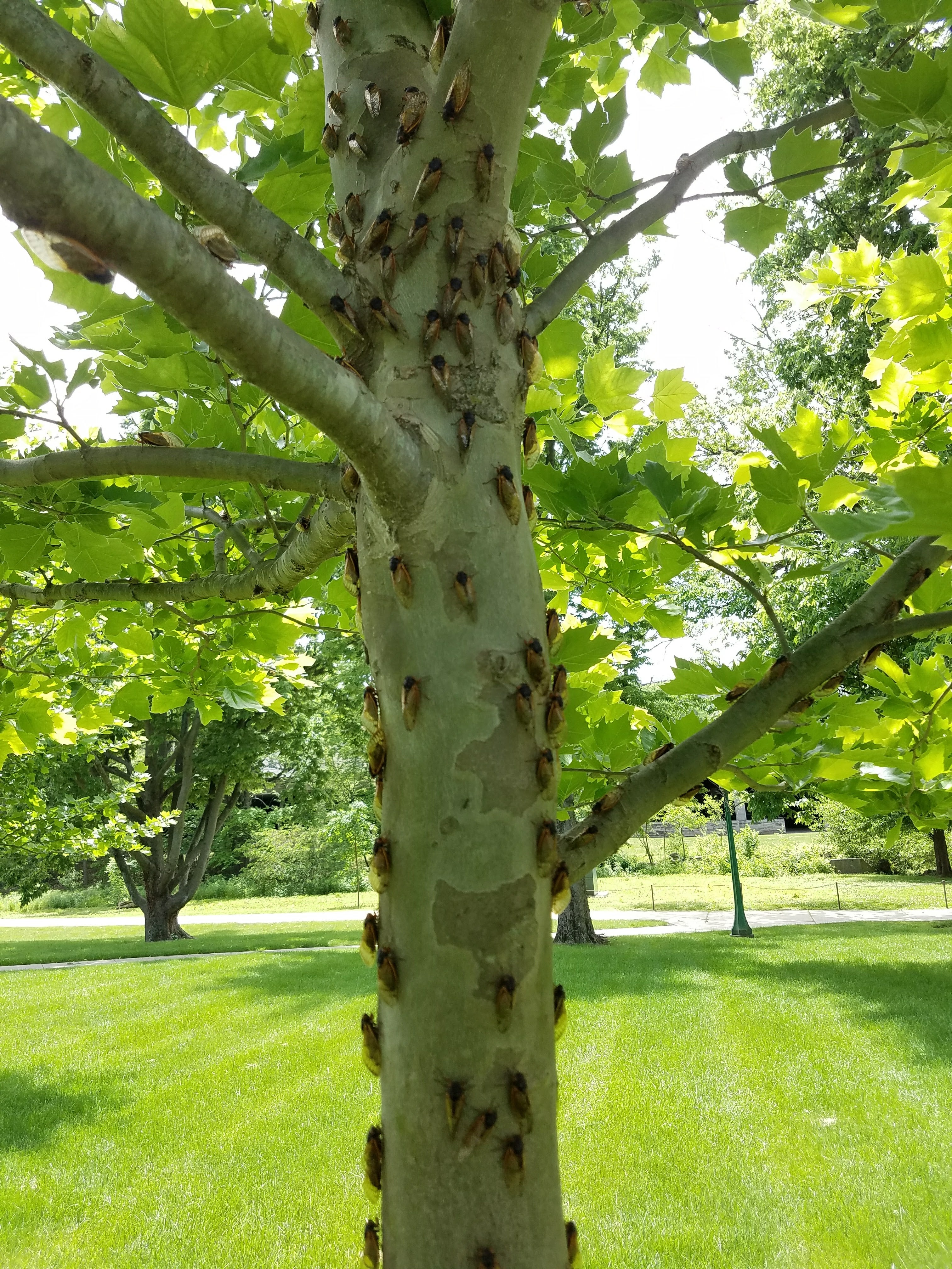 Cicadas on a tree trunk in Bloomington, Indiana in 2021. Trees play a vital role in the cicada lifecycle, meaning deforestation threatens to their existence in the US