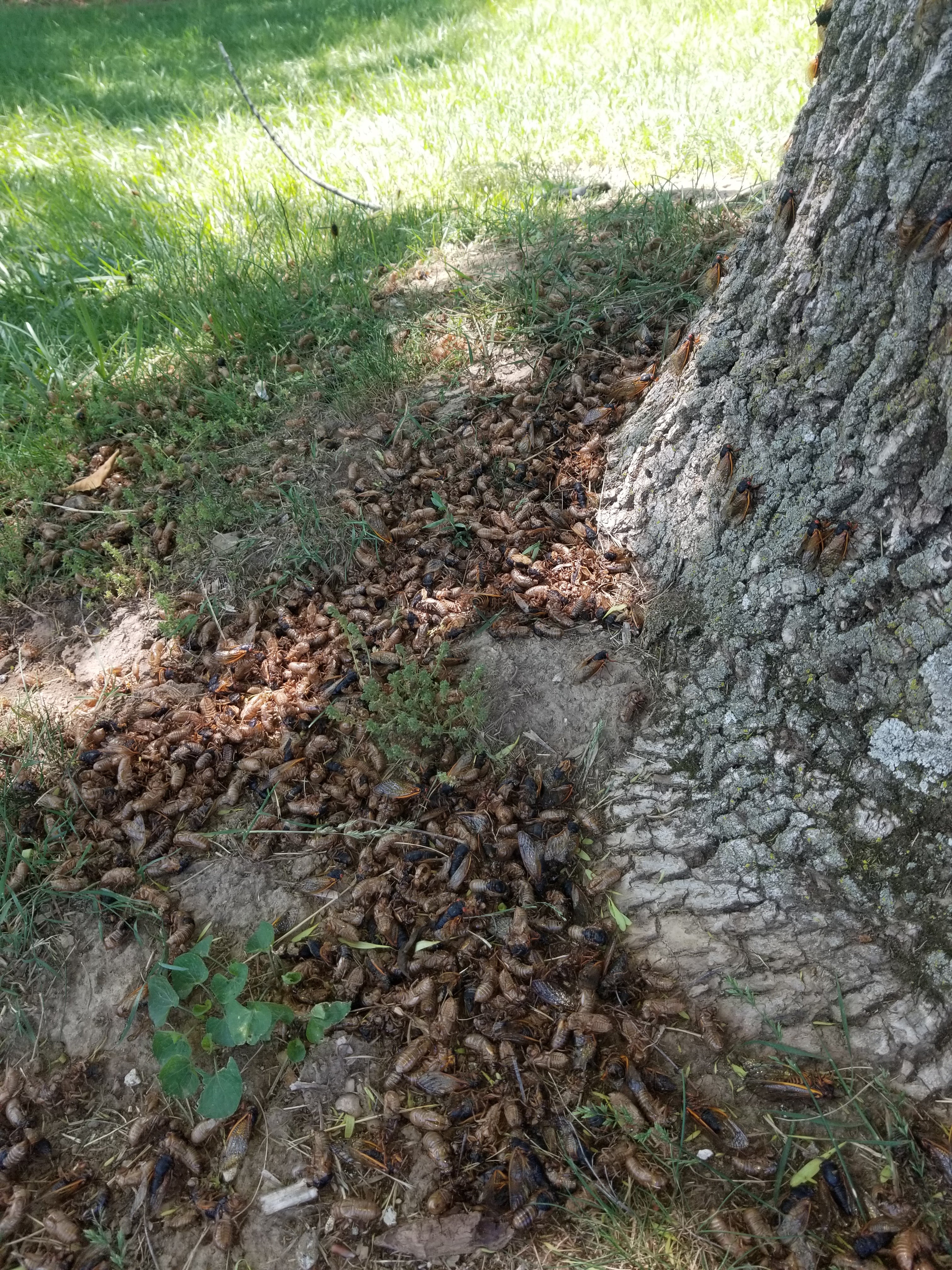 A pile of cicadas in Bloomington, Indiana in 2021. Entomologists are eager to study two broods of cicadas co-emerging this spring for the first time in more than 200 years