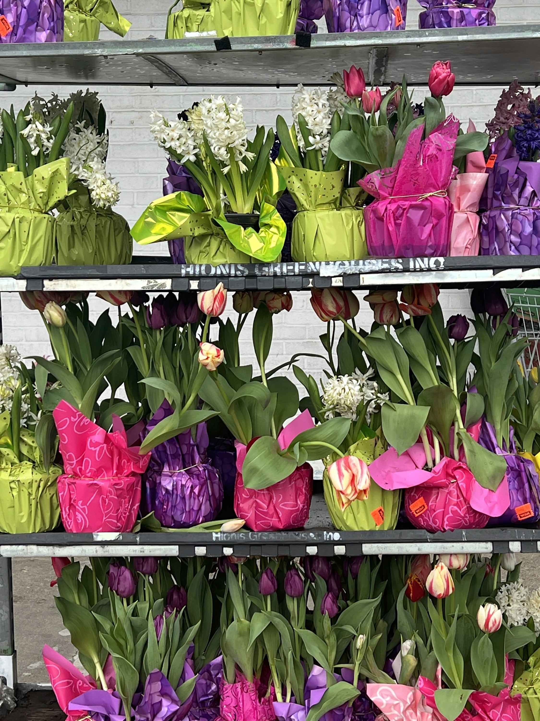 Gardening-Spring Gift Plants