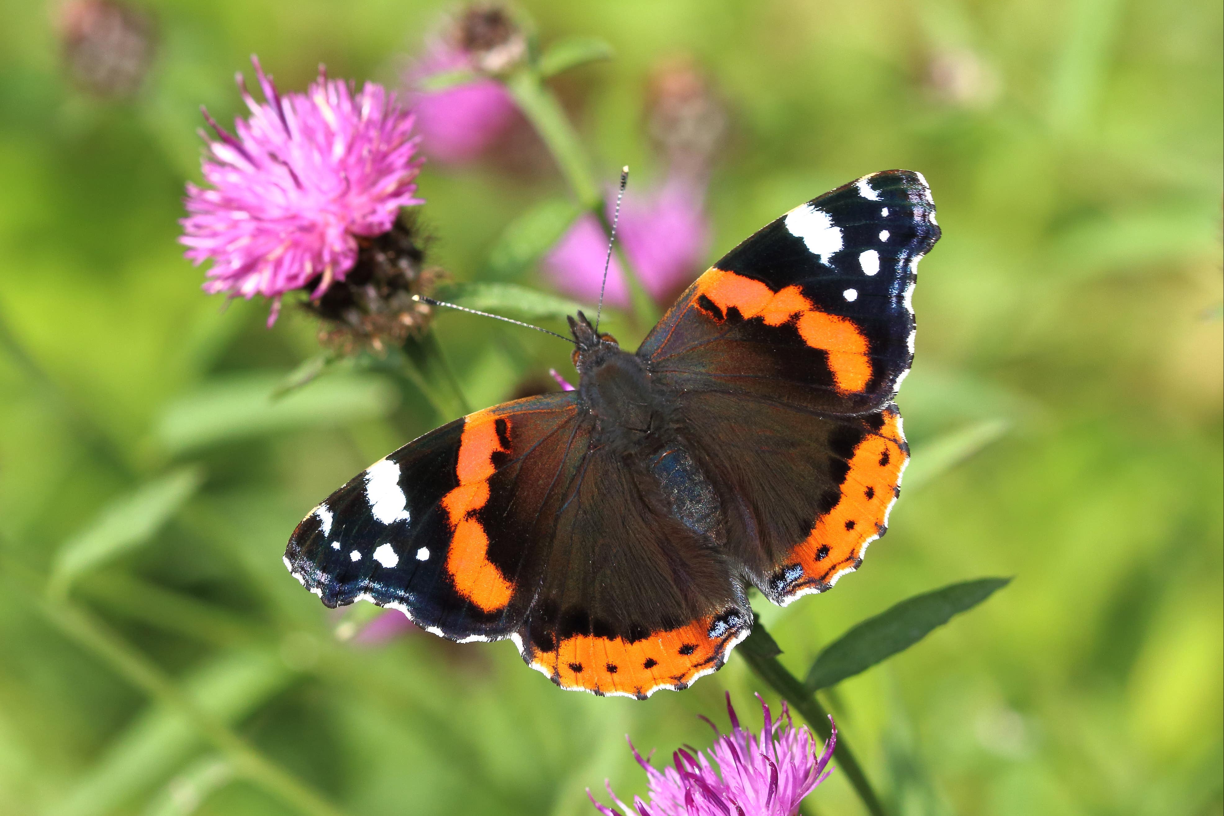 <p>A Red Admiral butterfly</p>