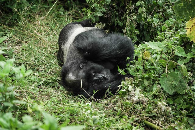 <p>A 17-year -old?silverback mountain gorilla named Big Ben rests in Volcanoes National Park on 31 August 2023</p>