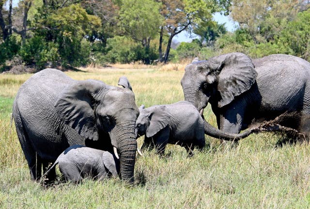 <p>An elephant herd in Okavango Delta, Botswana</p>