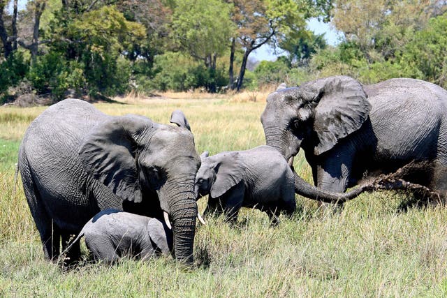 <p>An elephant herd in Okavango Delta, Botswana</p>