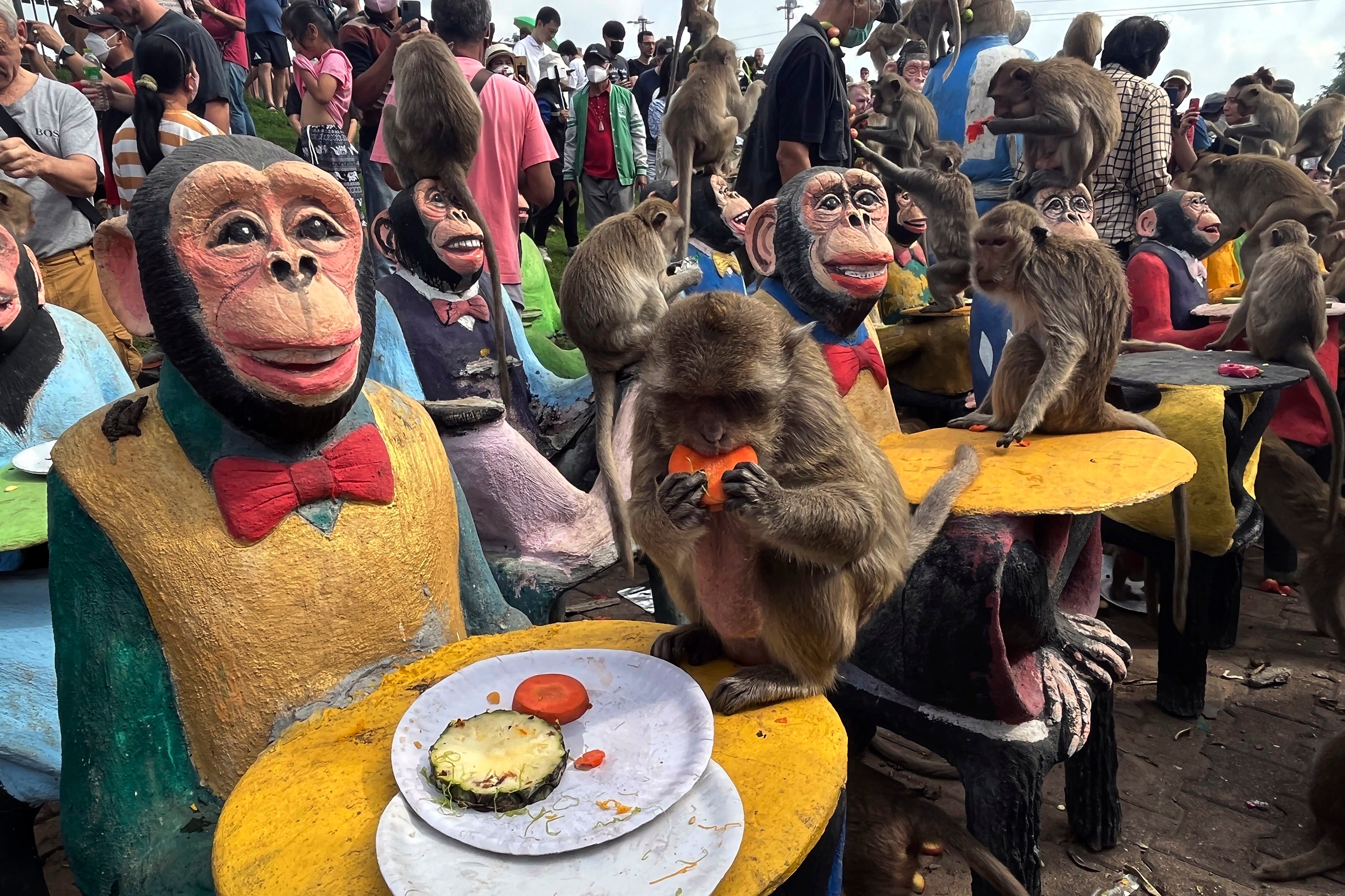 Monkeys eat fruit during a monkey feast festival in Lopburi province