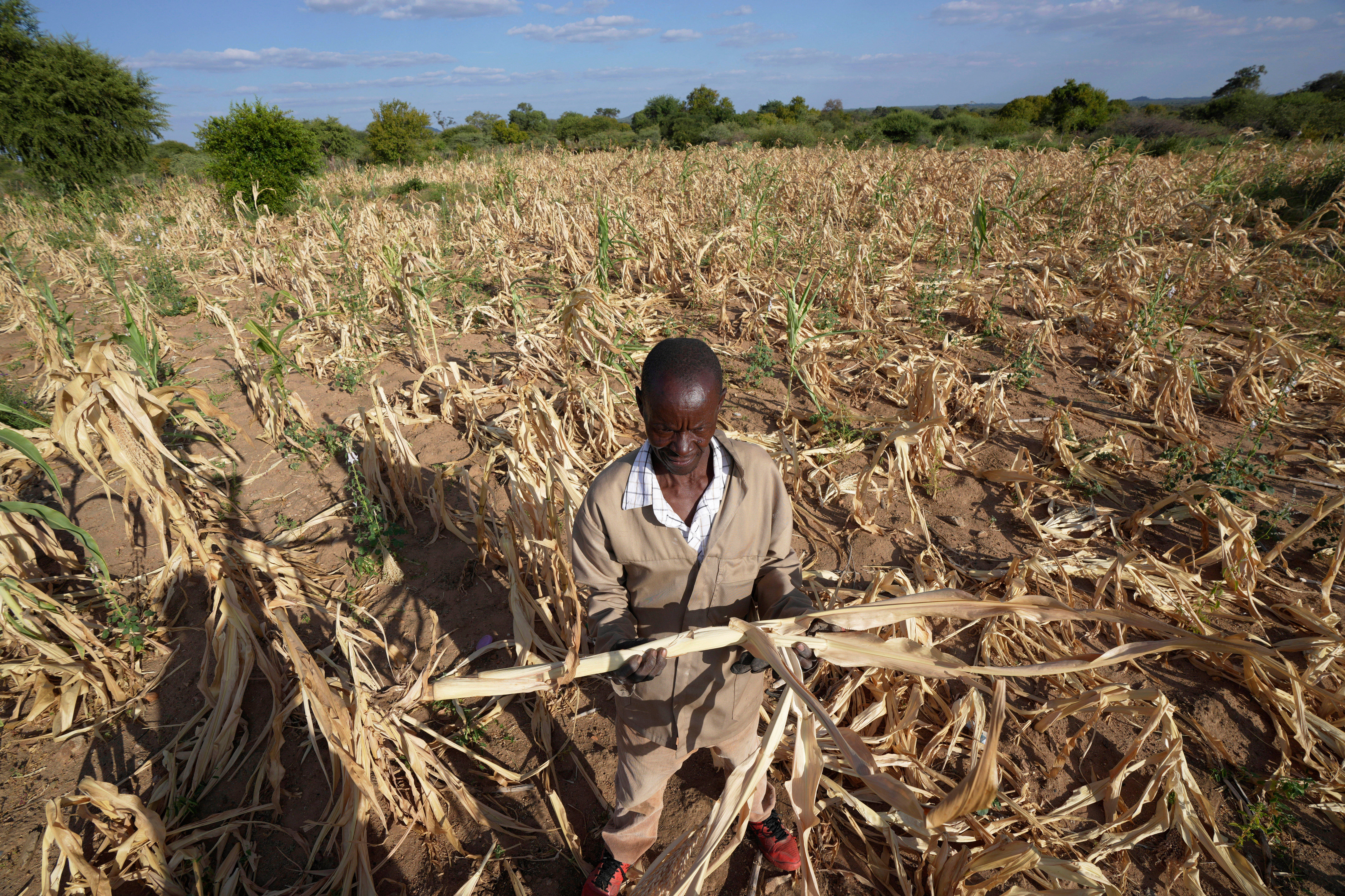 A farmer in the Mangwe district in southwestern Zimbabwe stands in the middle of his dried-up crop field amid a drought in March 2024
