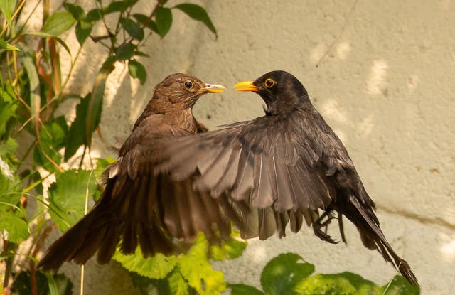 <p>The photographer was able to capture a rare image of two birds close together </p>