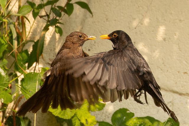 <p>The photographer was able to capture a rare image of two birds close together </p>