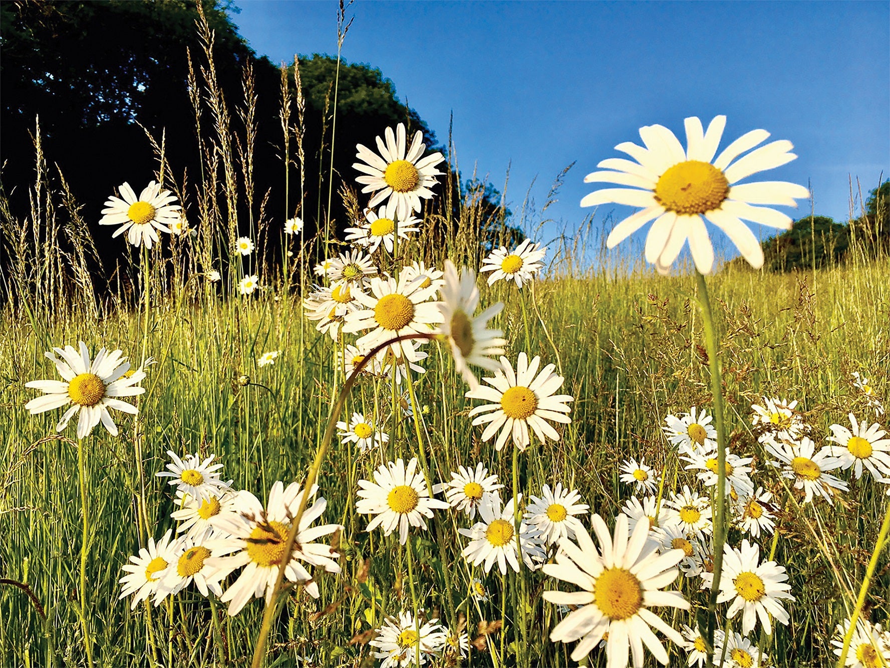 The 20-year-old photographer said his daisy photograph is his mum’s favourite
