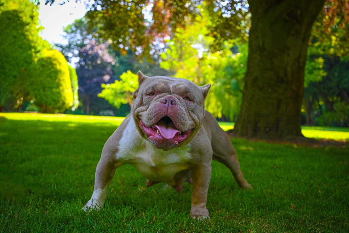 The rise of Exotic Bully dogs: Meet the teeny, tiny sibling of the XL Bully