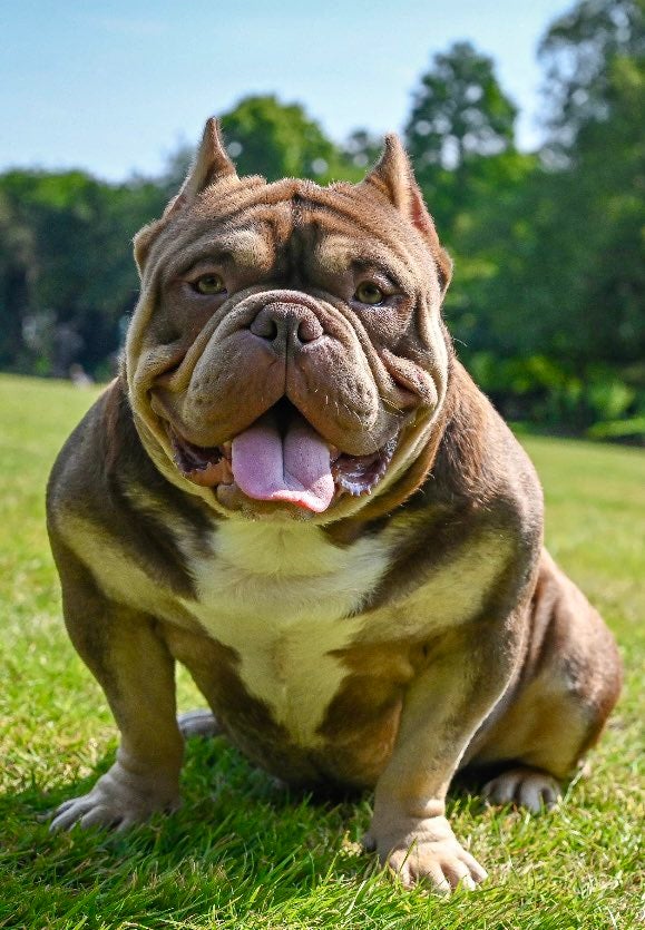 Exotic Bully dogs on the rise in UK with tiny sibling of the XL Bully ...