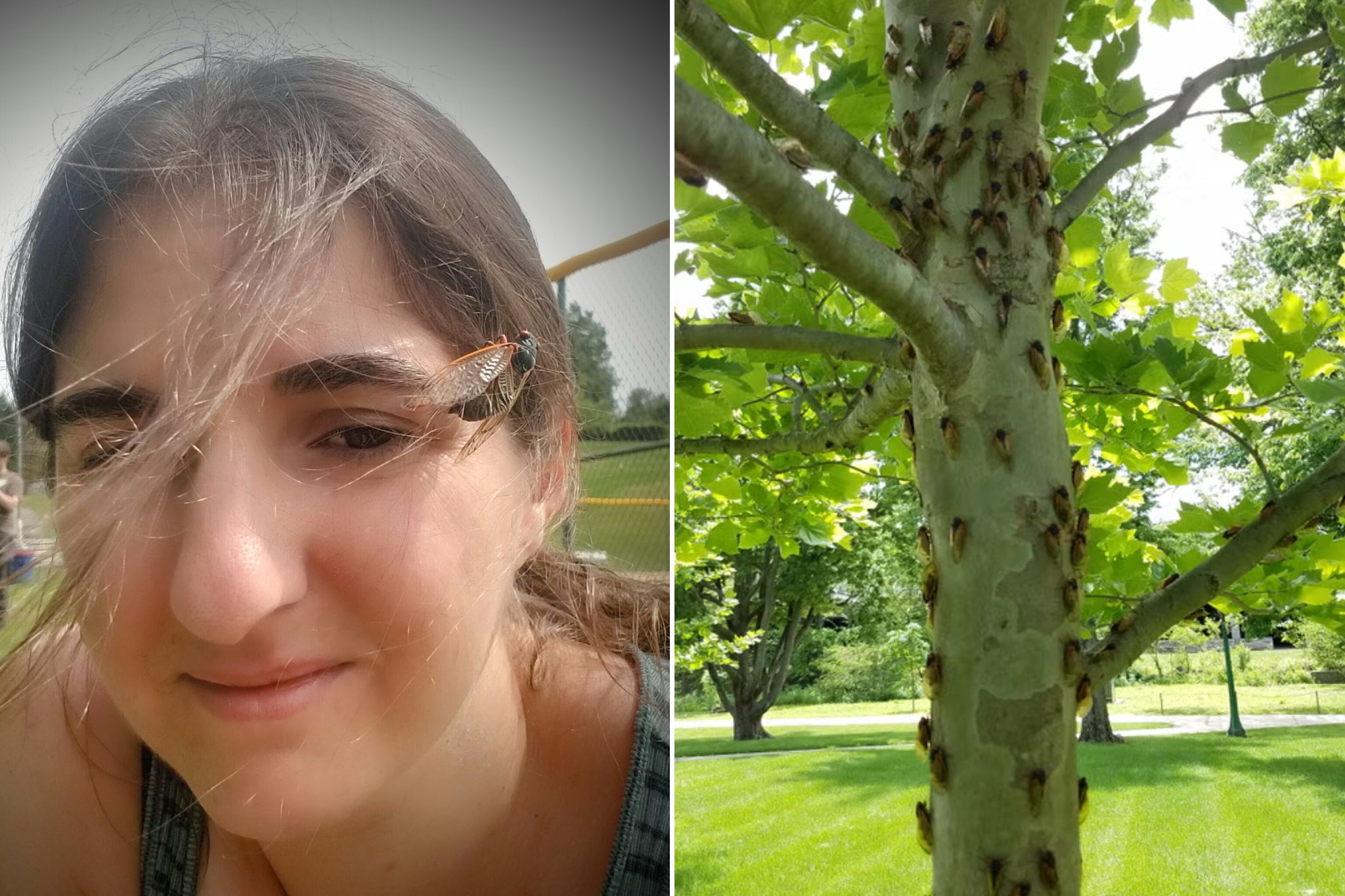 Left: Dr Katie Dana pictured in 2019 with a cicada resting on her face. Right: Cicadas crawl up a tree in Indiana in 2021. Dr Dana, an entomologist, will study the rare co-emergence of two cicada broods this spring
