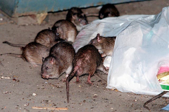 <p>Rats swarm around a bag of garbage near a dumpster in New York City (stock image) </p>