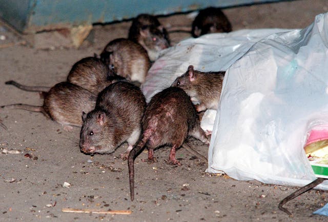 <p>Rats swarm around a bag of garbage near a dumpster in New York in July 2000</p>