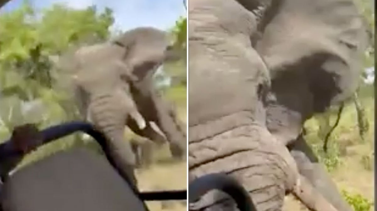 Elephant attacks safari truck killing American tourist 
