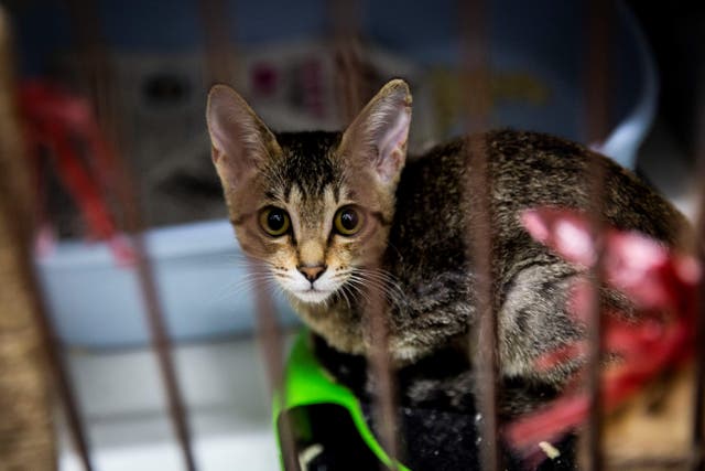 <p>File: A kitten sits in a cage at a cat adoption centre </p>