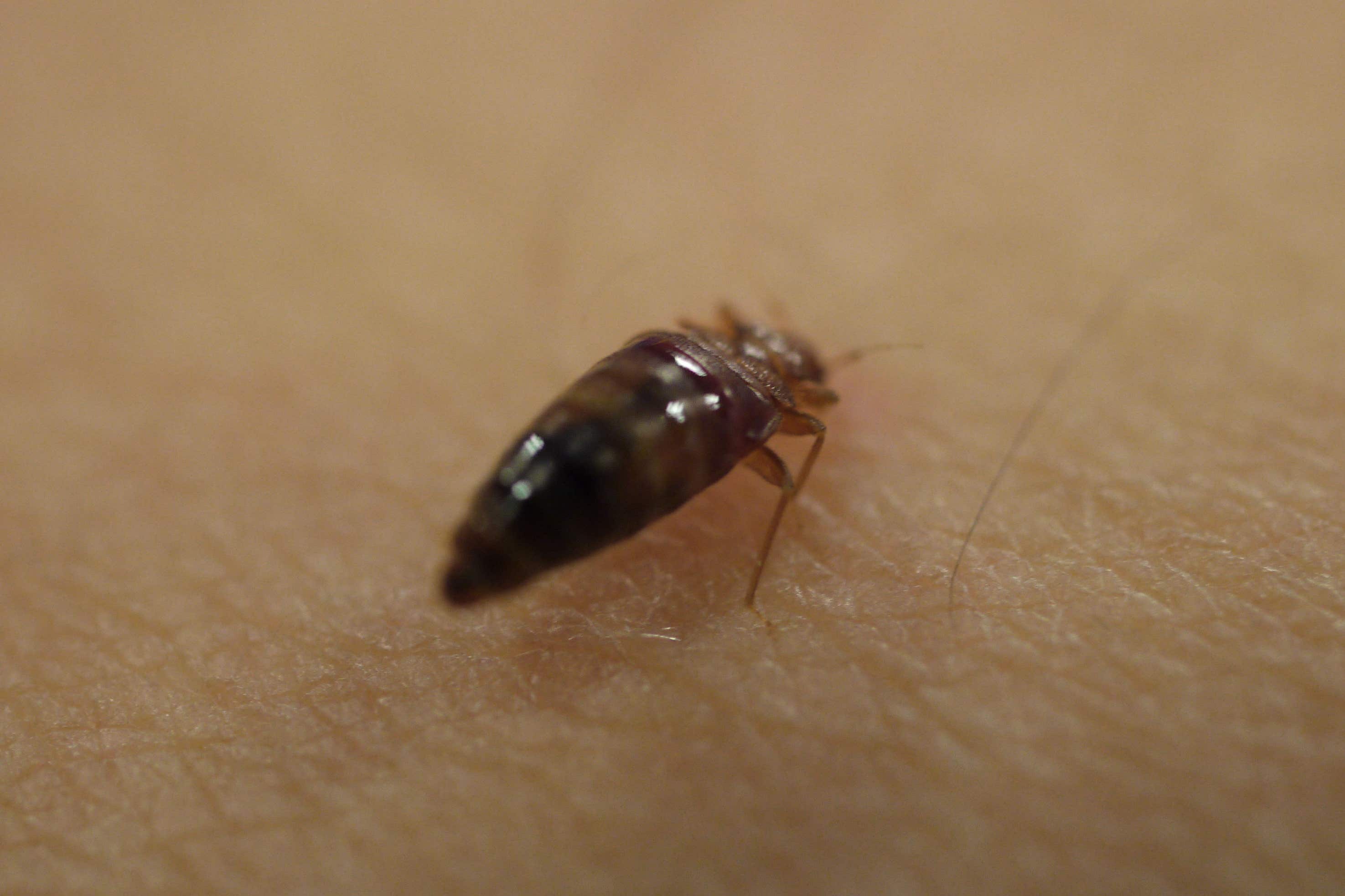 Bed bug callouts up 23% in 2023, figures suggest - Vimarsana News