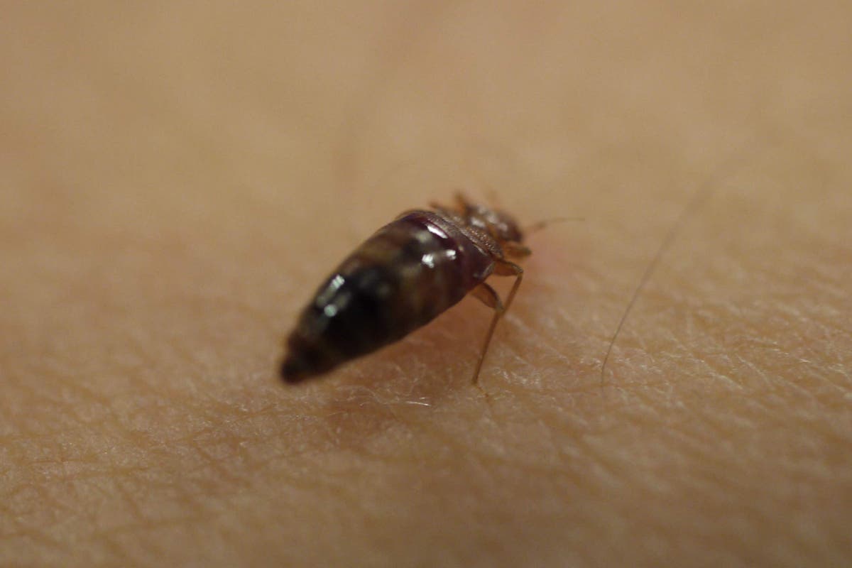 Bed bug callouts up 23% in 2023, figures suggest