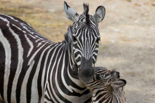 <p>A newborn baby zebra stands by its mother </p>