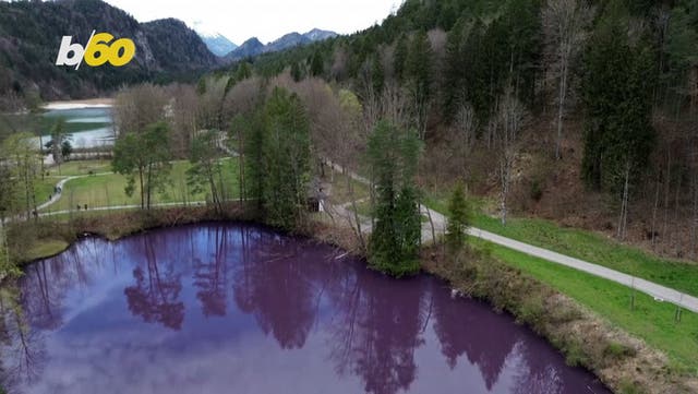 <p>Wild bacteria turns German lake deep purple.</p>