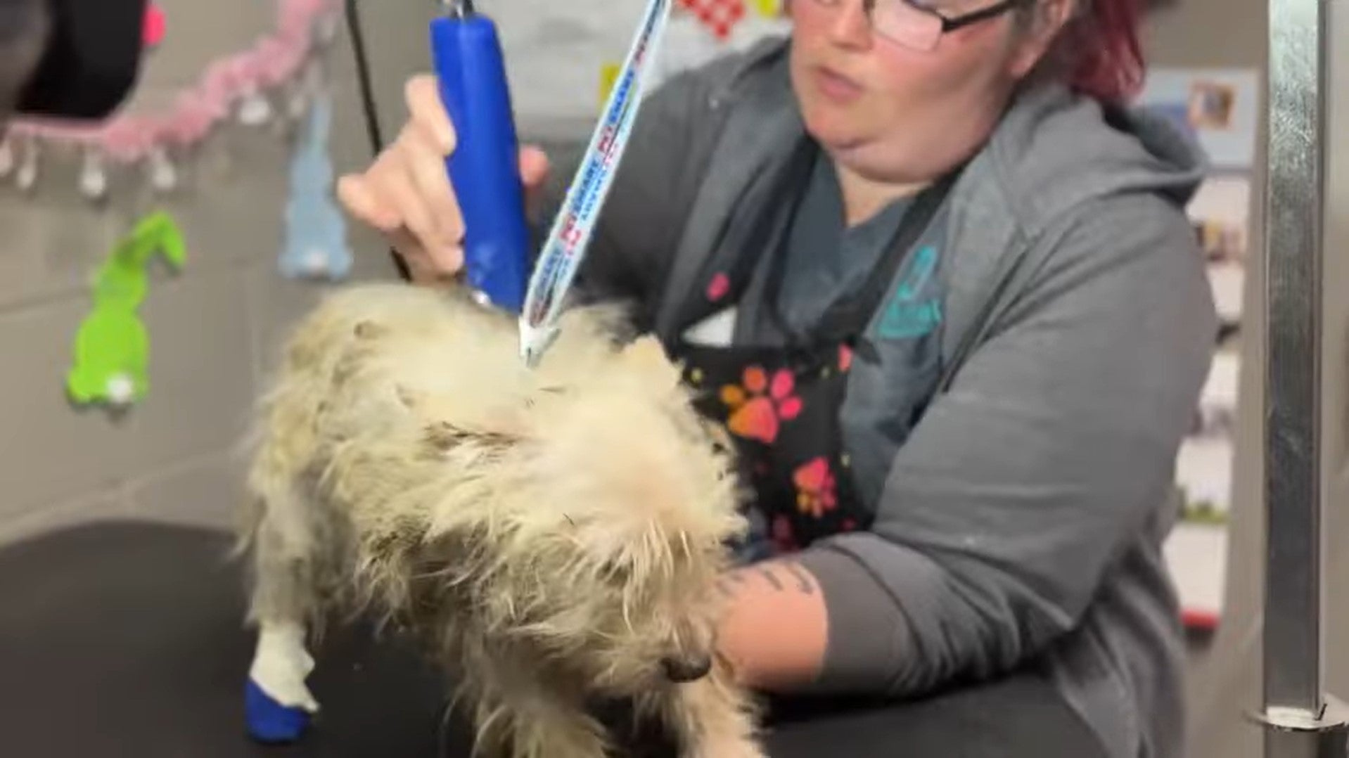 One of the dogs rescued in Boulder City, Nevada, on 29 March 2024 gets a haircut after being found in poor condition