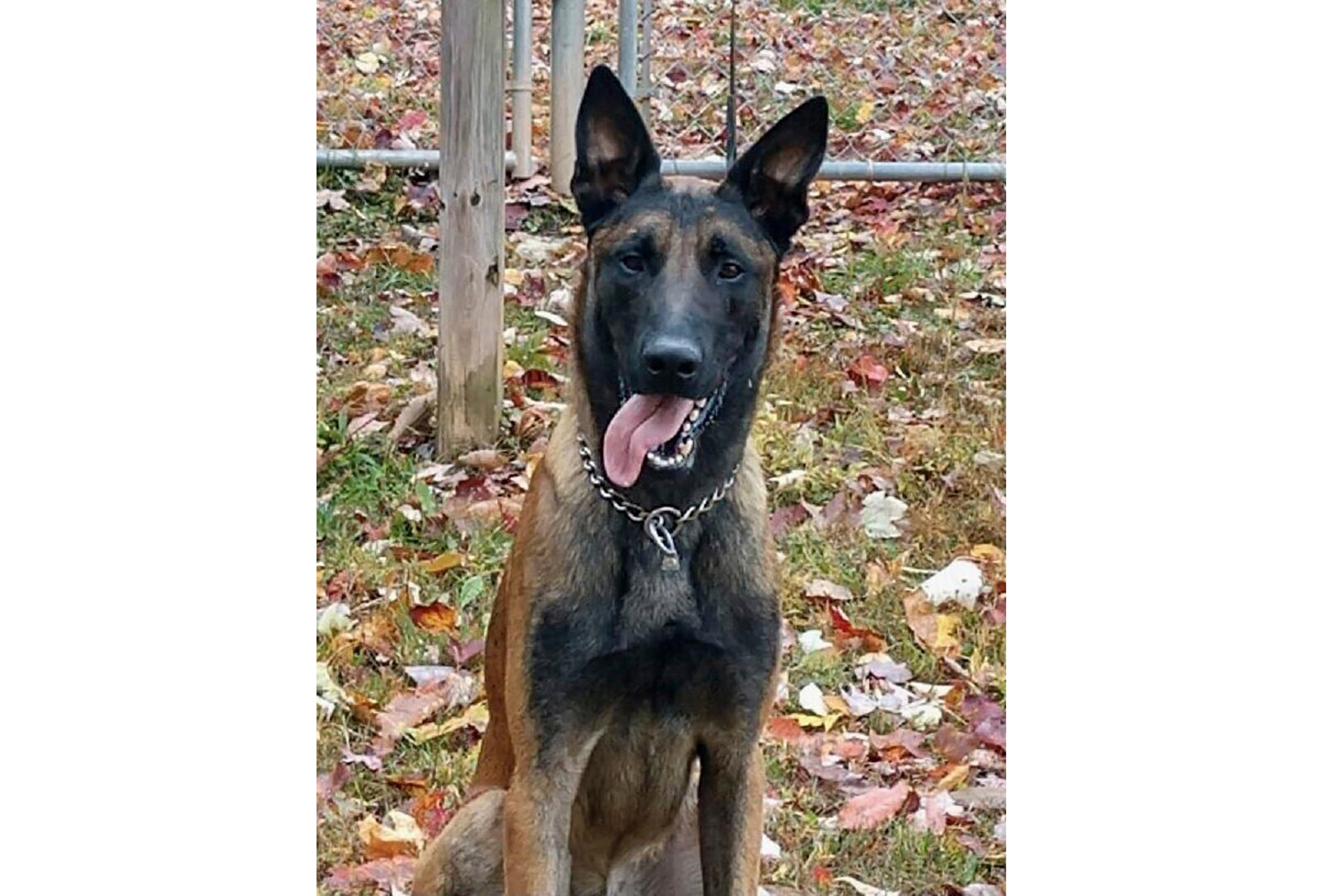 K-9 Killed