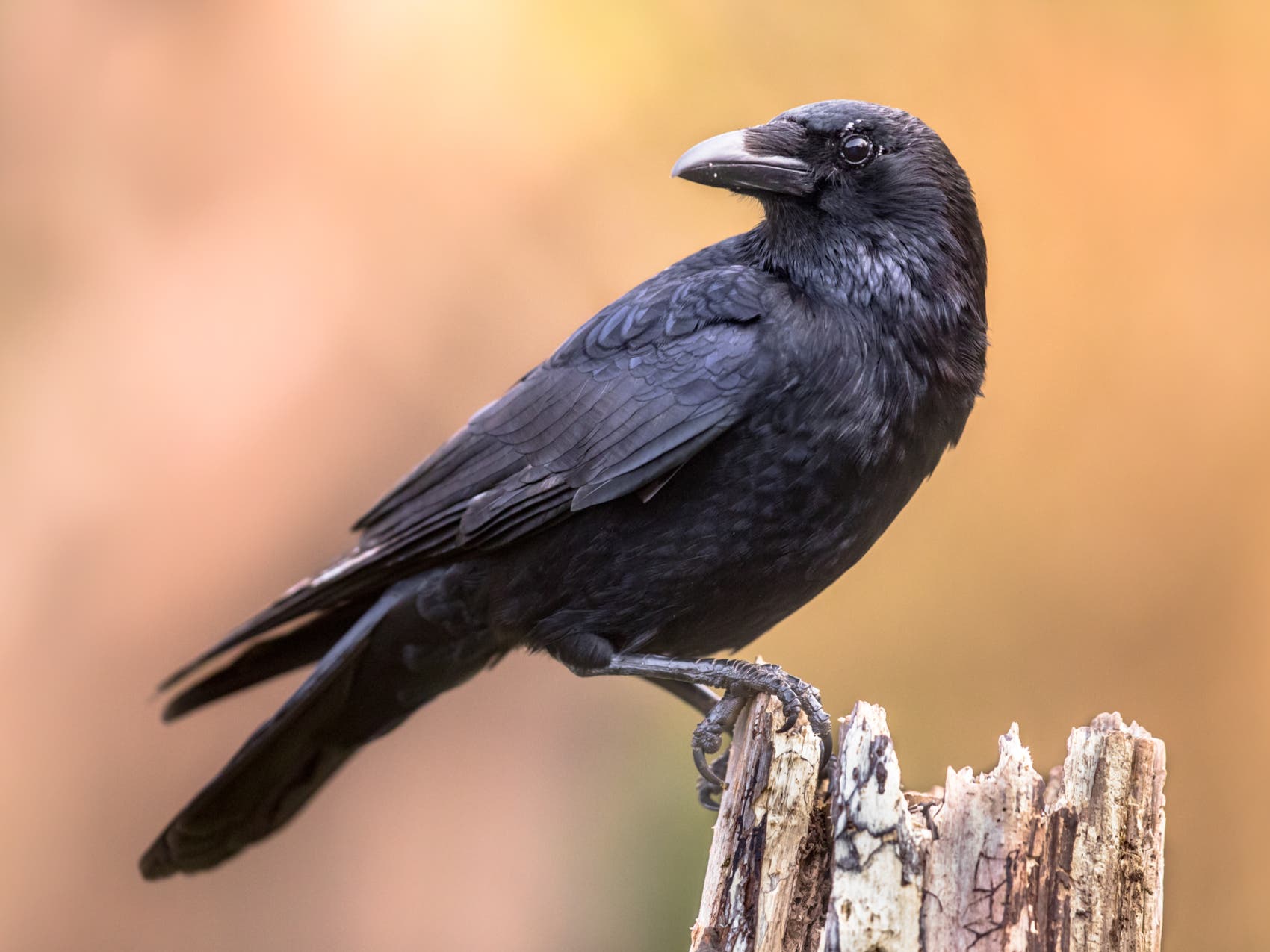 What is 'CrowTok'? The influencers rehabilitating the misunderstood bird's reputation - Vimarsana News
