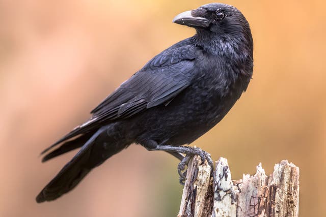 <p>Carrion crow perched on a tree trunk.</p>
