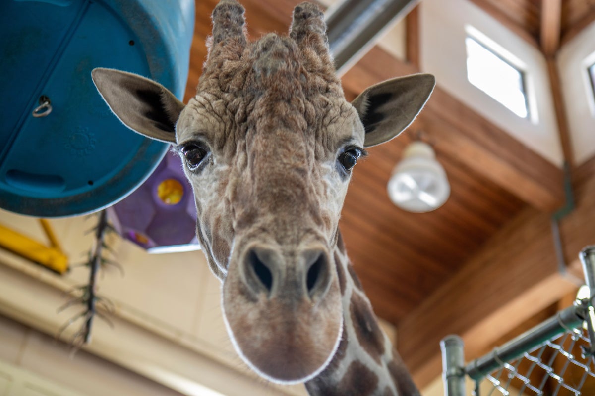 Beloved giraffe of South Dakota zoo euthanized after foot injury