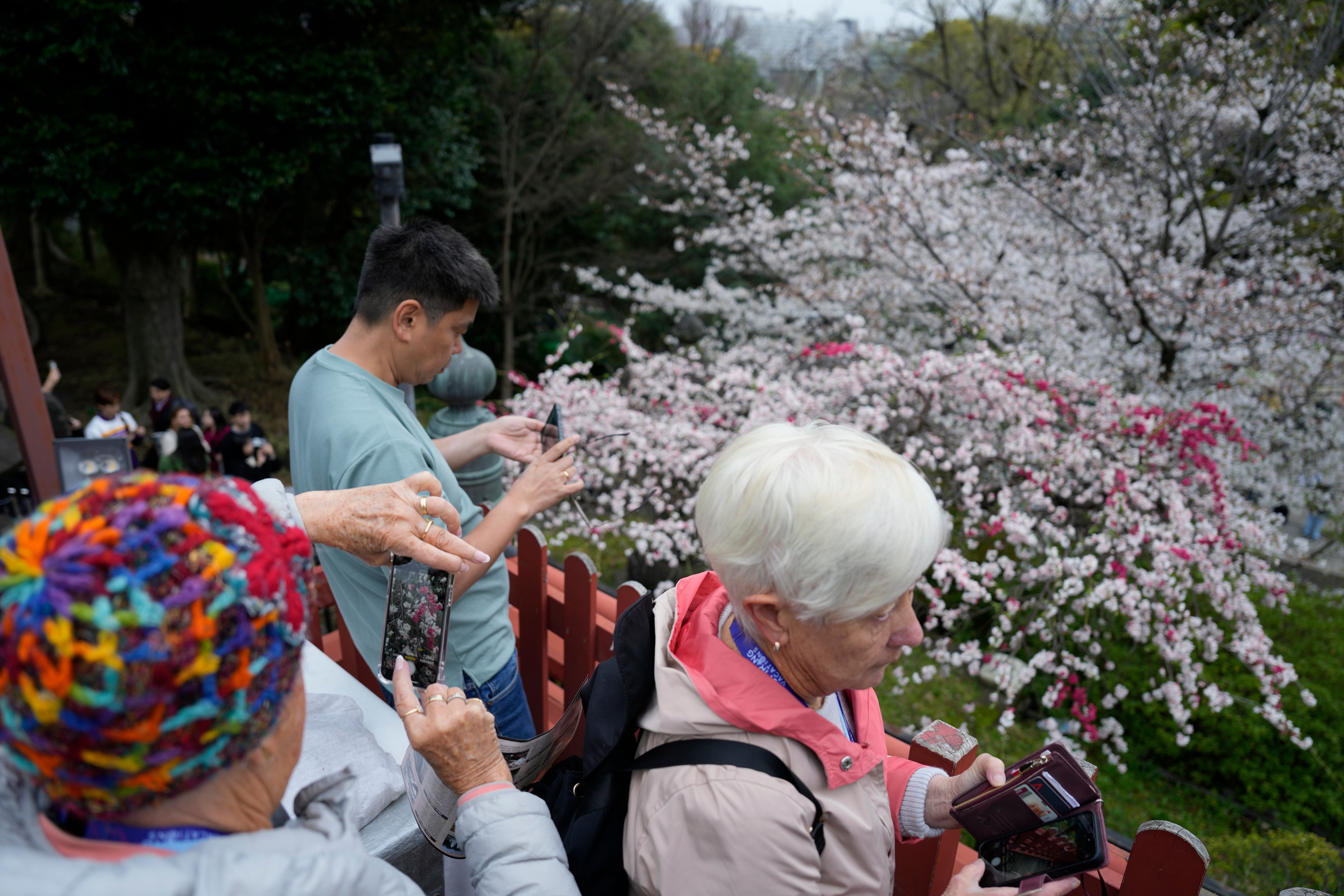 Japan Cherry Blossoms