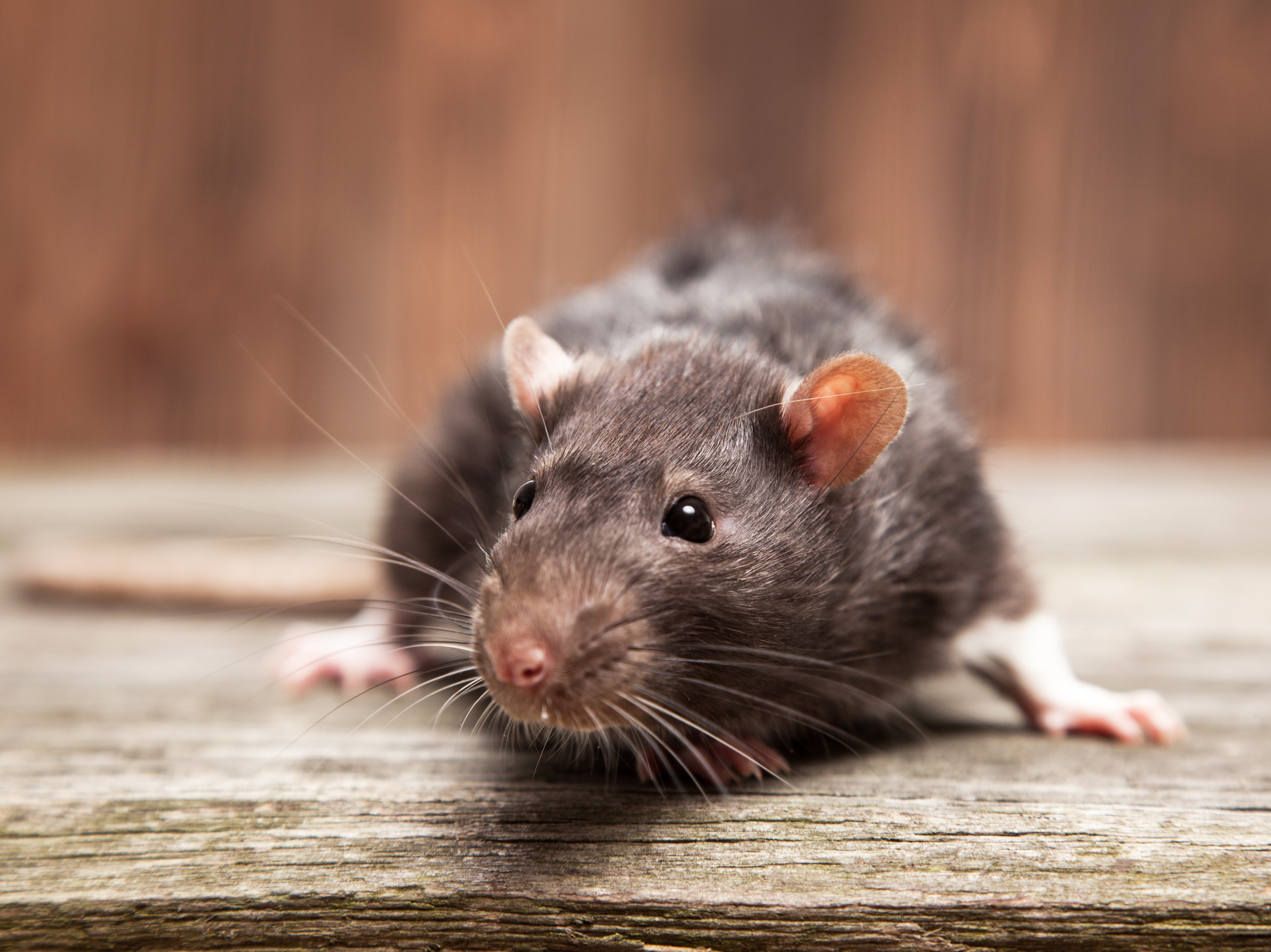 Britian is a nation of rat-haters – it’s time to change that