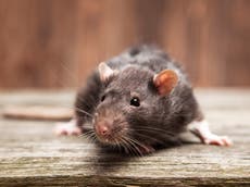 Looking for an award-winning pet? Maybe it’s time to consider... a rat