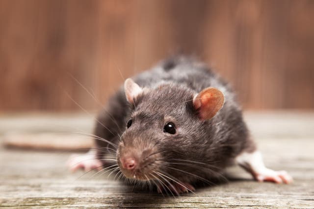 <p>Britian is a nation of rat-haters – it’s time to change that </p>