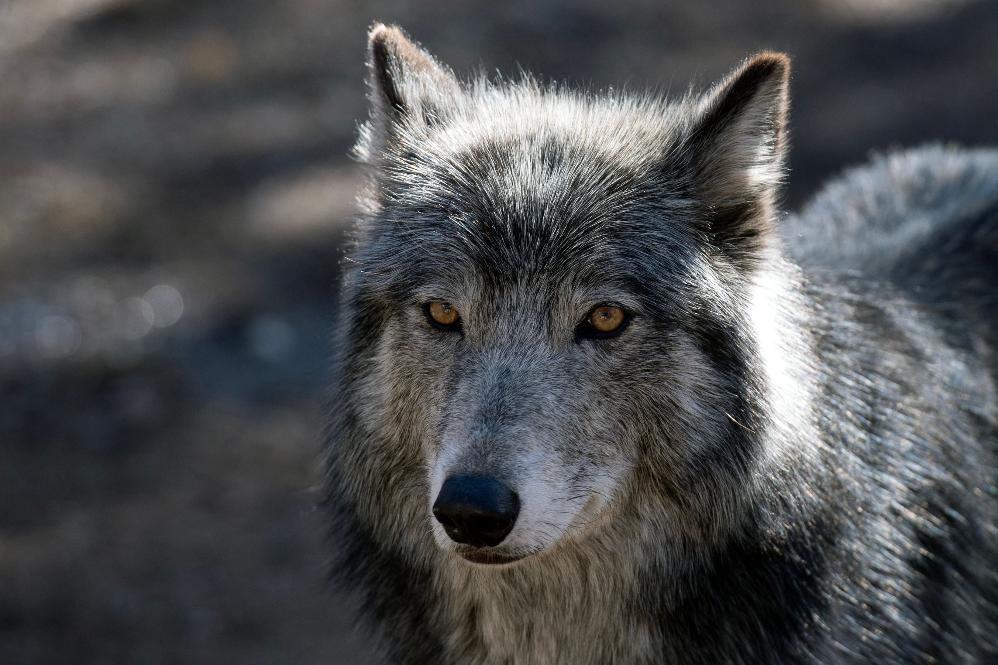 Gray wolves are not commonly seen in the Lower Peninsula of Michigan