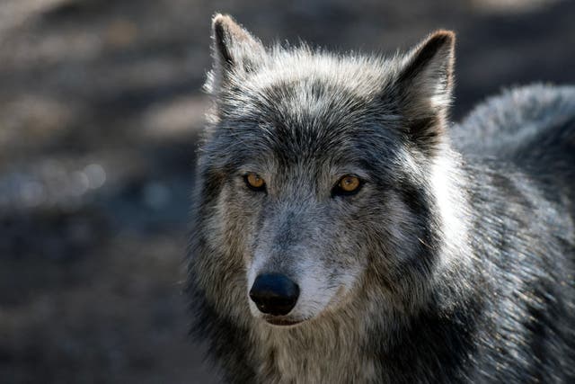 <p>A wolf stands inside its enclosure at the Colorado Wolf and Wildlife Center in Divide, Colorado</p>