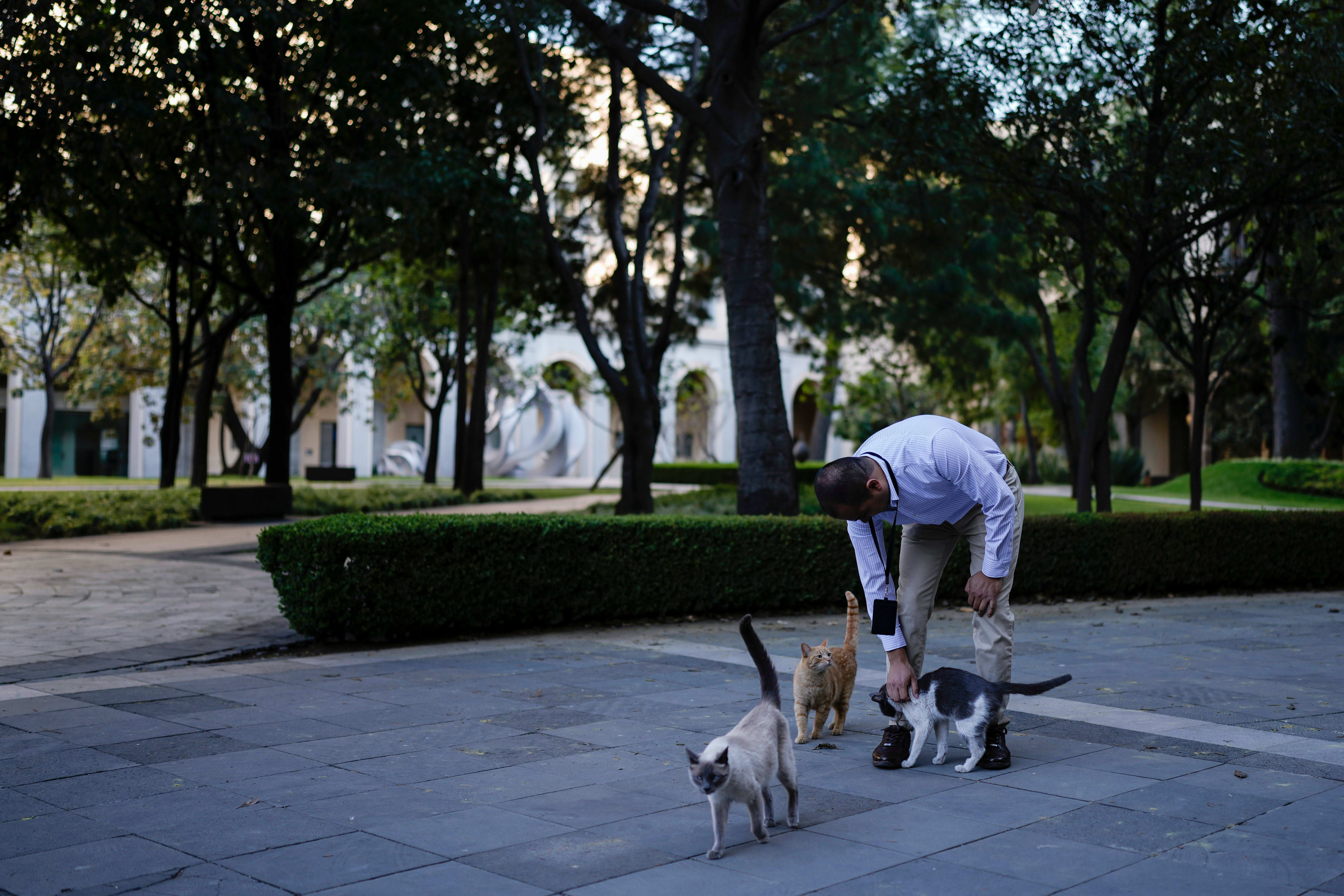 Mexico Presidential Palace Cats