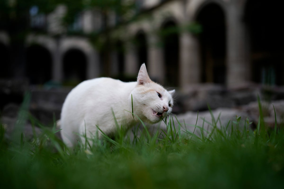19 cats roam Mexico's presidential palace. A new declaration gives them food and care fur-ever