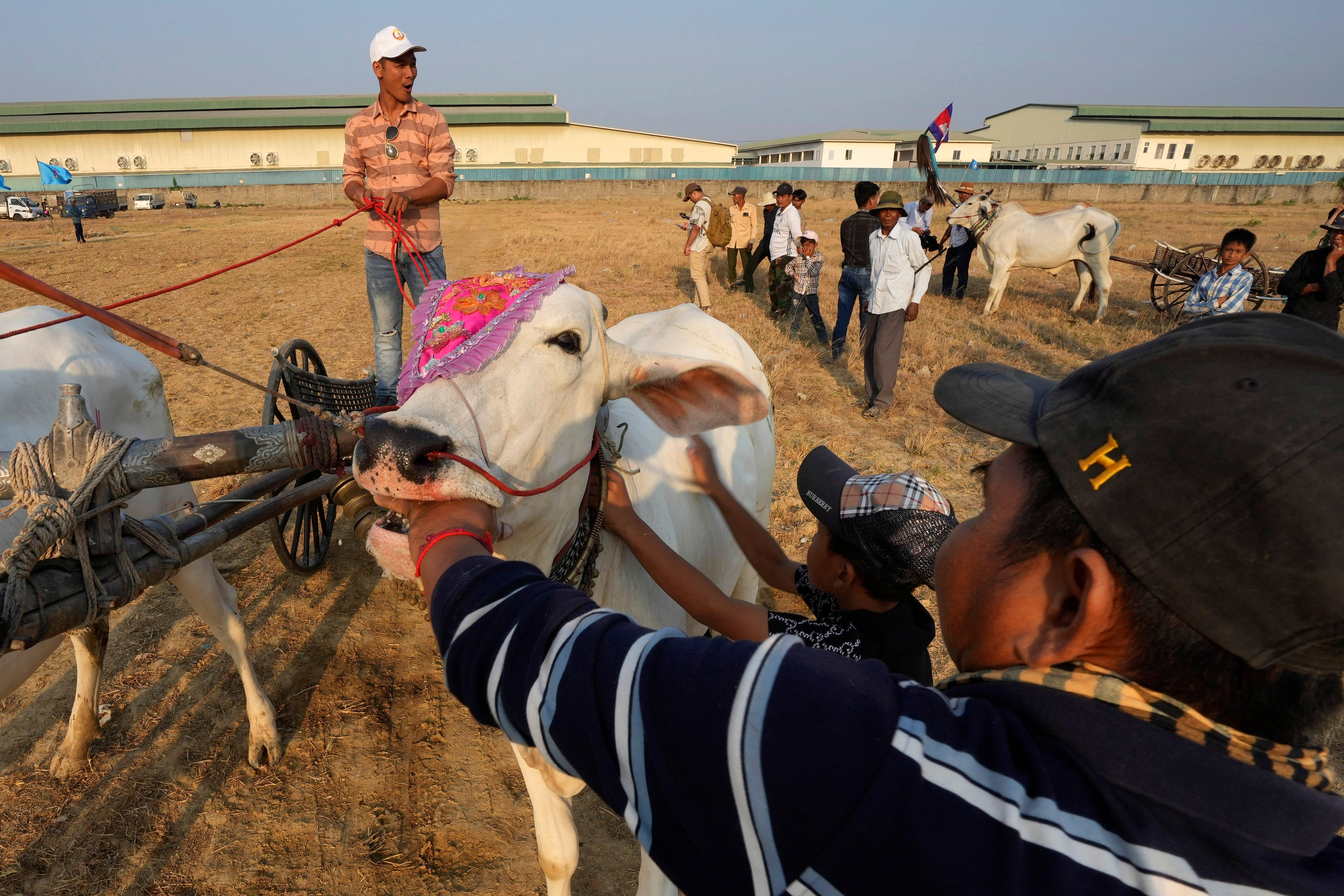 Cambodia Oxcart Photo Gallery