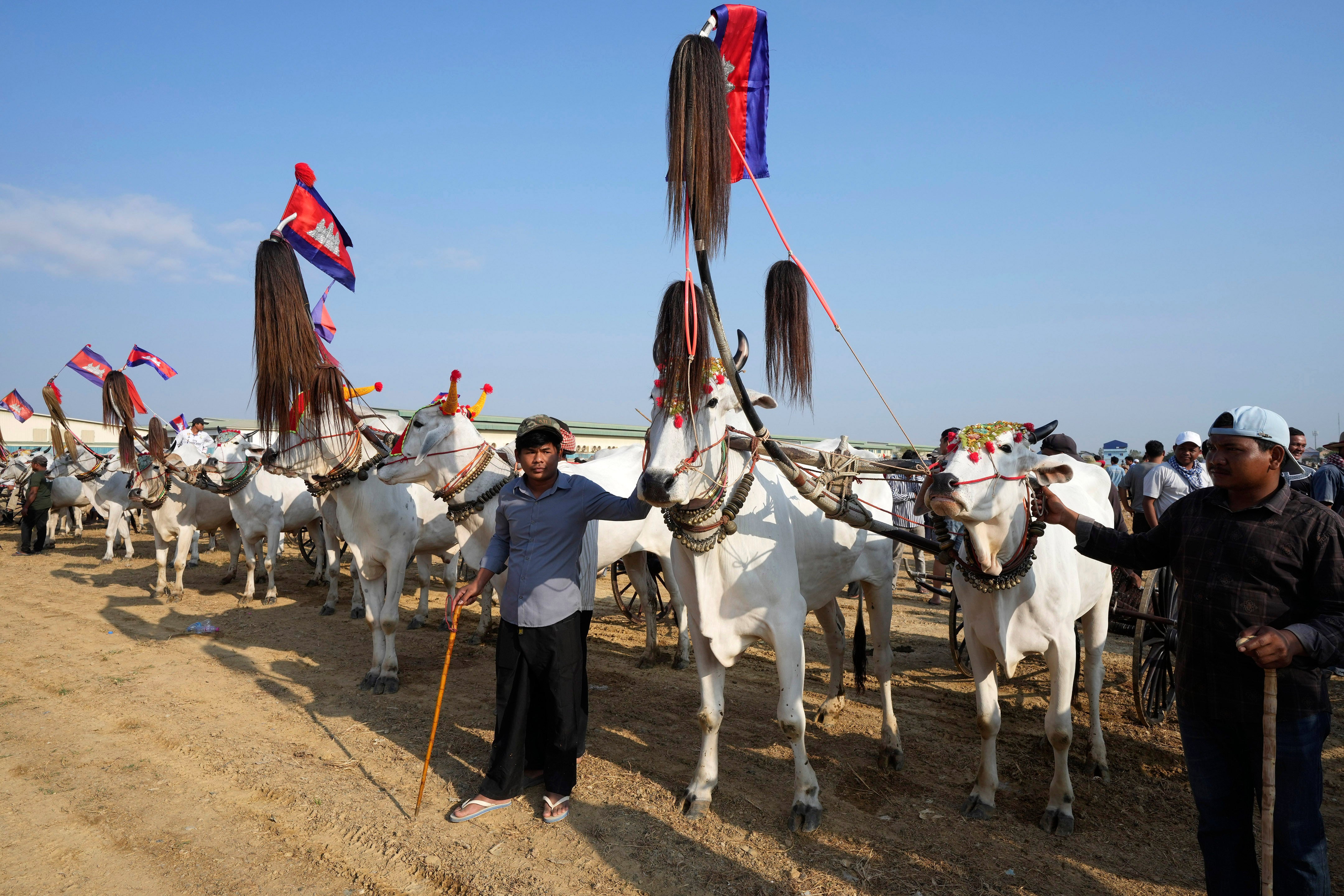 Cambodia Oxcart Photo Gallery