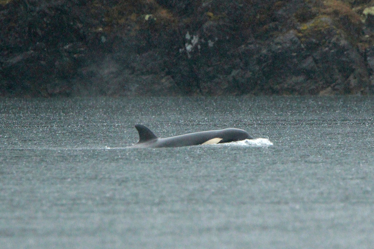 Race against time to reunite stranded orca orphan with her pod