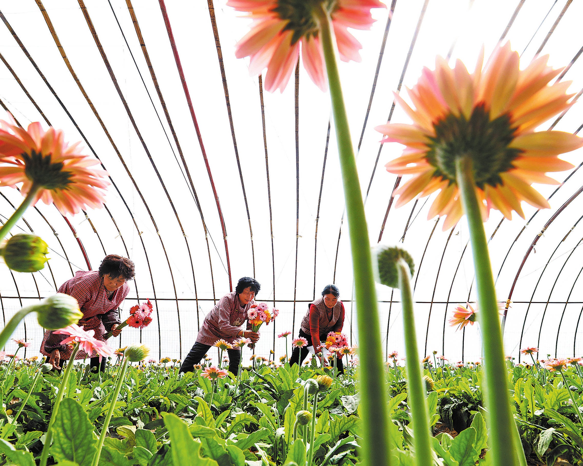 Growers cut fresh flowers at a plantation base in Zhangye, Gansu province, in March
