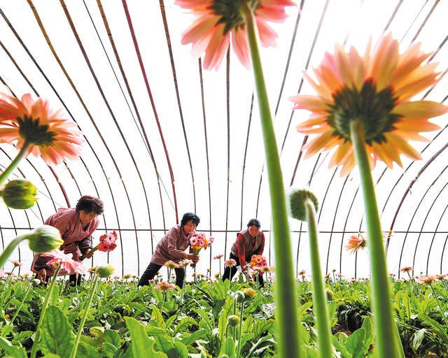 <p>Growers cut fresh flowers at a plantation base in Zhangye, Gansu province, in March</p>