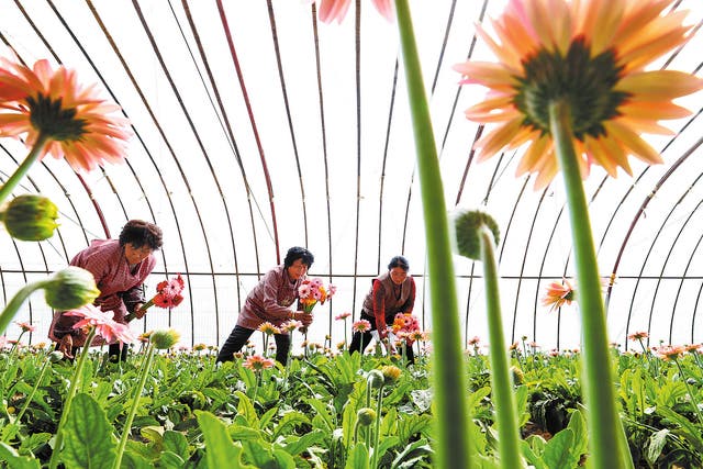 <p>Growers cut fresh flowers at a plantation base in Zhangye, Gansu province, in March</p>