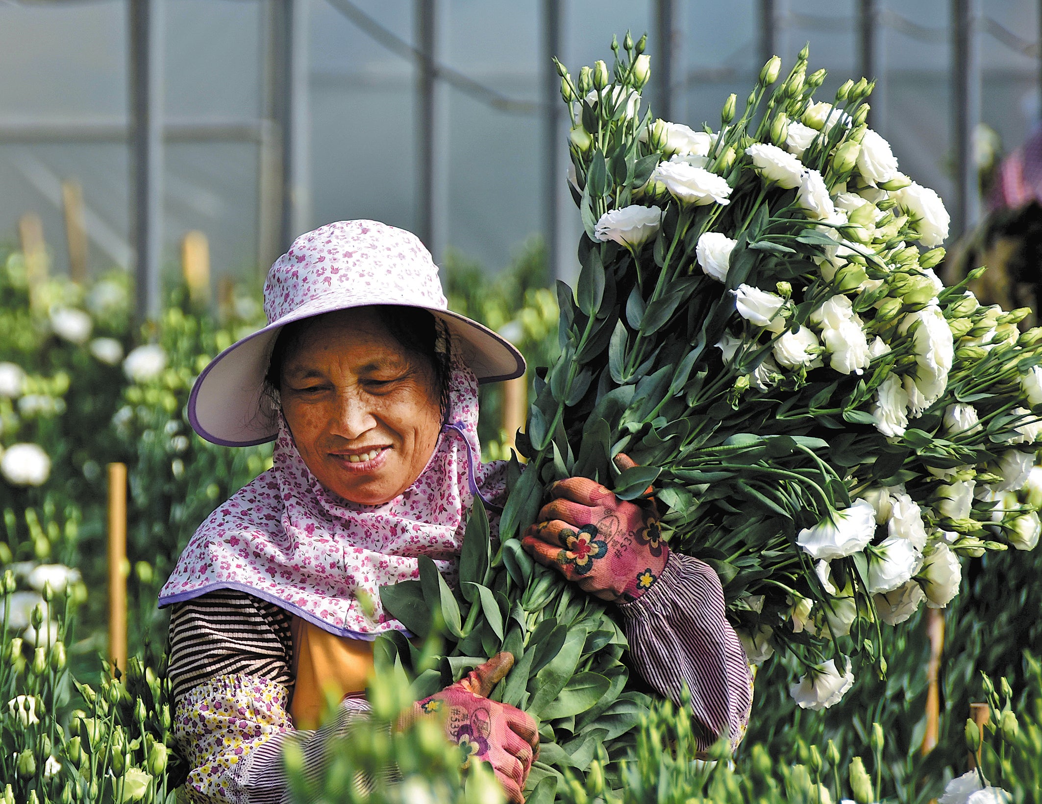 A grower picks eustoma flowers at a greenhouse in the Hani-Yi autonomous prefecture of Honghe, Yunnan province, in March