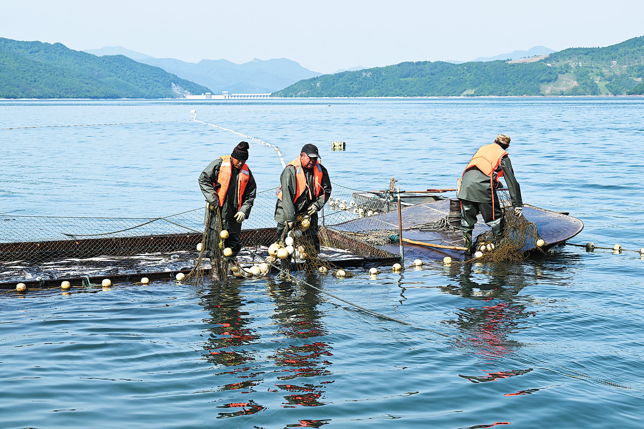 Farmed fish are netted from the Guanyinge Reservoir