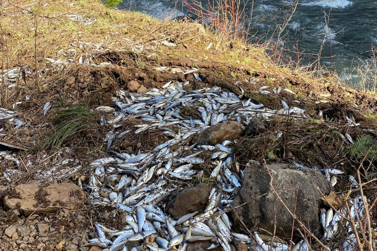 Swim to freedom! Truck carrying 100,000 live salmon crashes – tipping fish into creek