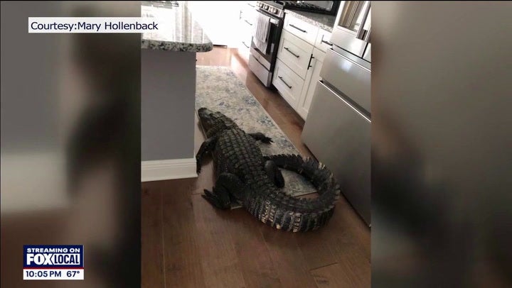<p>Woman shocked to find alligator in her home.</p>